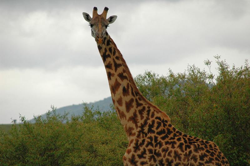 Giraffe face.JPG